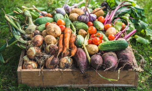Buy European Fruit & Veg in Season